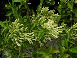 Image result for Cestrum nocturnum