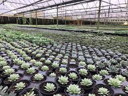 We help you to find plant nursery near by you. Penang Nursery Inc Home Facebook