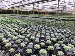 Founded in year 1976 by the late mr tan kok leyong, previously named tan kok leyong nursery. Penang Nursery Inc Home Facebook