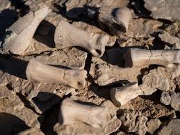 That beast's bones were cast from a mastadon found in the aucilla river near tallahassee. Paleontologists Are Using Drones To Hunt For Dinosaur Bones Quartz