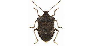 Same day stink bug control. Brown Marmorated Stink Bug Identification Habits Behavior Active Pest Control
