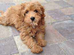 Cavapoochon Cavapoochon Poochon Dog Cavapoo Dogs
