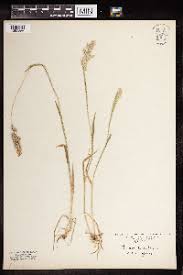 Image result for Halopyrum mucronatum