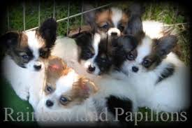 We know that over the years, we have given love and comfort to well over 700 papillons. Available Papillons
