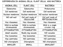Both cells, cell membrane, ribosomes, cytoplasm. Cytoplasm Between Nucleus And Cell Membrane Ppt Video Online Download