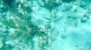 John Pennekamp Coral Reef State Park (2025)