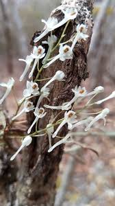 Image result for Microcoelia nyungwensis