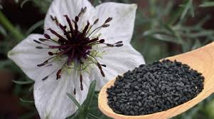 Image result for nigella sativa seeds