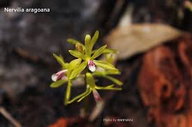 Image result for Nervilia renschiana