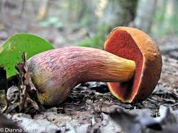 Image result for Boletus speciosus
