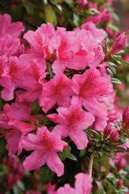 Azalea gumpo pink shrubs for sale online. Best Azalea Varieties Southern Living