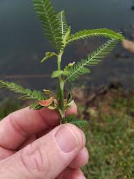 Image result for Aeschynomene indica