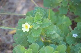 Image result for Pedalium