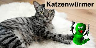 Katzenwurmer Arten Erkennen Und Bekampfen Katzen Wurmer
