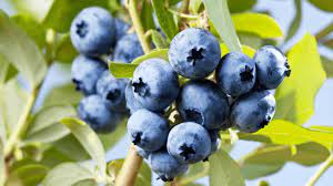 My wife and i own and manage a small organic blueberry operation out of which we retail fresh blueberries in season through a local farmers market. Did You Know You Can Grow Blueberries In A Container