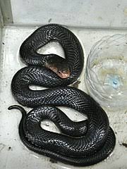 Tedung ular yang sangat berbisa dan dapat menggembungkan lehernya; Ular Tedung Senduk Abu Wikipedia Bahasa Melayu Ensiklopedia Bebas