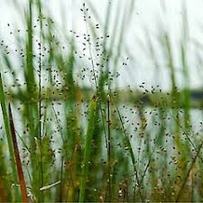 Image result for Isachne mauritiana