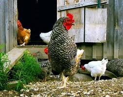 Pe de alta parte, daca, traditional, in multe parti ale lumii, gaina domestica nu lipsea din gospodariile individuale, asigurand necesarul de oua si de carne stiati ca… multi oameni de stiinta sunt convinsi ca pasarile sunt urmasii dinozaurilor. Pin On CreÈterea Puilor