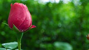 246,674 free pictures of flowers to download. Pictures Of Beautiful Flowers Wallpapers 61 Background Pictures