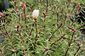 Portulakroschen Portulaca Grandiflora Pflege Von Portulak Gartenlexikon De In 2020 Portulakroschen Portulak Pflanzen