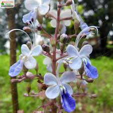 Image result for Rotheca