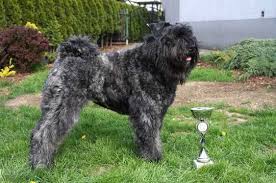 To furnish guidelines for breeders who wish to maintain the quality of their breed and to improve it. Bouvier Des Flandres Diabel Z Flandrii