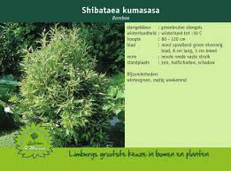 Image result for Shibataea kumasasa