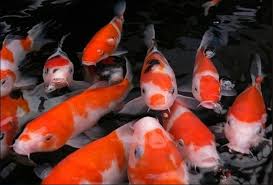 We're also using egg rock and pea gravel. Koi Pond Waterfalls Mauritius Koi Pond Waterfalls Mauritius