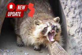 A Rabid Raccoon Attacks 1 Person And A Dog In South Jersey