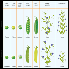 Dominant genes are usually the. Expressing Dominant And Recessive Ck 12 Foundation