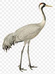 Png Sticker Common Crane Bird Hand Drawn Free Image By Rawpixel Com Paeng Bird How To Draw Hands Crane Bird