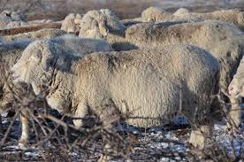 Scade pretul anuntului tau favorit. Vand Oi Merinos De Calitate