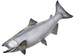 Maybe you would like to learn more about one of these? Millertime Guided Fishing Tours Millertime Fishing