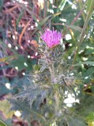 Image result for Pycreus capillifolius