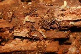 Termites can enter a home or business through a space as small as 1/32nd of an inch. Termite Control Diy Termite Treatment Products Fast Free Shipping Domyown Com