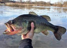 The biggest largemouth bass i've ever caught and released. Largemouth Bass Micropterus Salmoides Species Profile