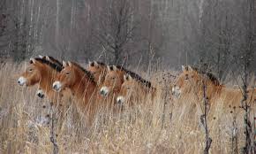 Not all of the animals living around chernobyl are entirely wild. After A Nuclear Disaster Then What A Surprising Look At The Animals Of Chernobyl And Fukushima