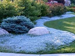 Most people like the plant because of the capacity to get the ground cover easily. Blue Star Creeper Is A Fast Growing Sun To Part Shade Ground Cover Ground Cover Plants Shade Plants Ground Cover