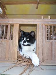 Who Knew That Cats Lay Eggs I Sure Didn T Cats Animals Creative