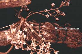 Image result for Microcoelia globulosa