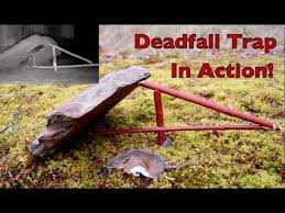 Image result for deadfall trap