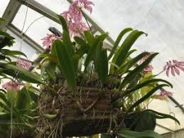 Image result for Bulbophyllum burttii