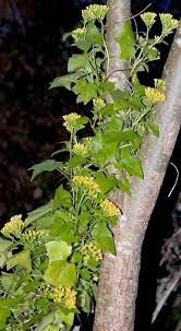 Image result for Delairea odorata