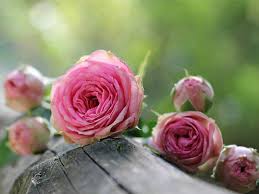 Maybe you would like to learn more about one of these? Seven Lovely Memory Garden Ideas Funeral Guide