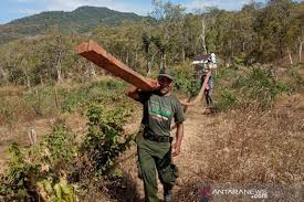 Syarat dan cara menjadi polhut. Polhut Ntb Memburu Cukong Perambahan Hutan Ampang Kampaja Antara News Mataram Berita Ntb Terkini