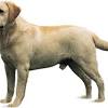 Find labrador puppies ads in our dogs & puppies category. 1