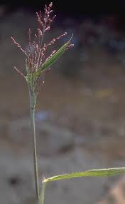 Image result for Panicum maximum
