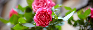 She knows a lot about different plants. Growing Patio Roses In Containers Love The Garden