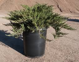Image result for Juniperus