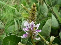 Image result for Pseudovigna